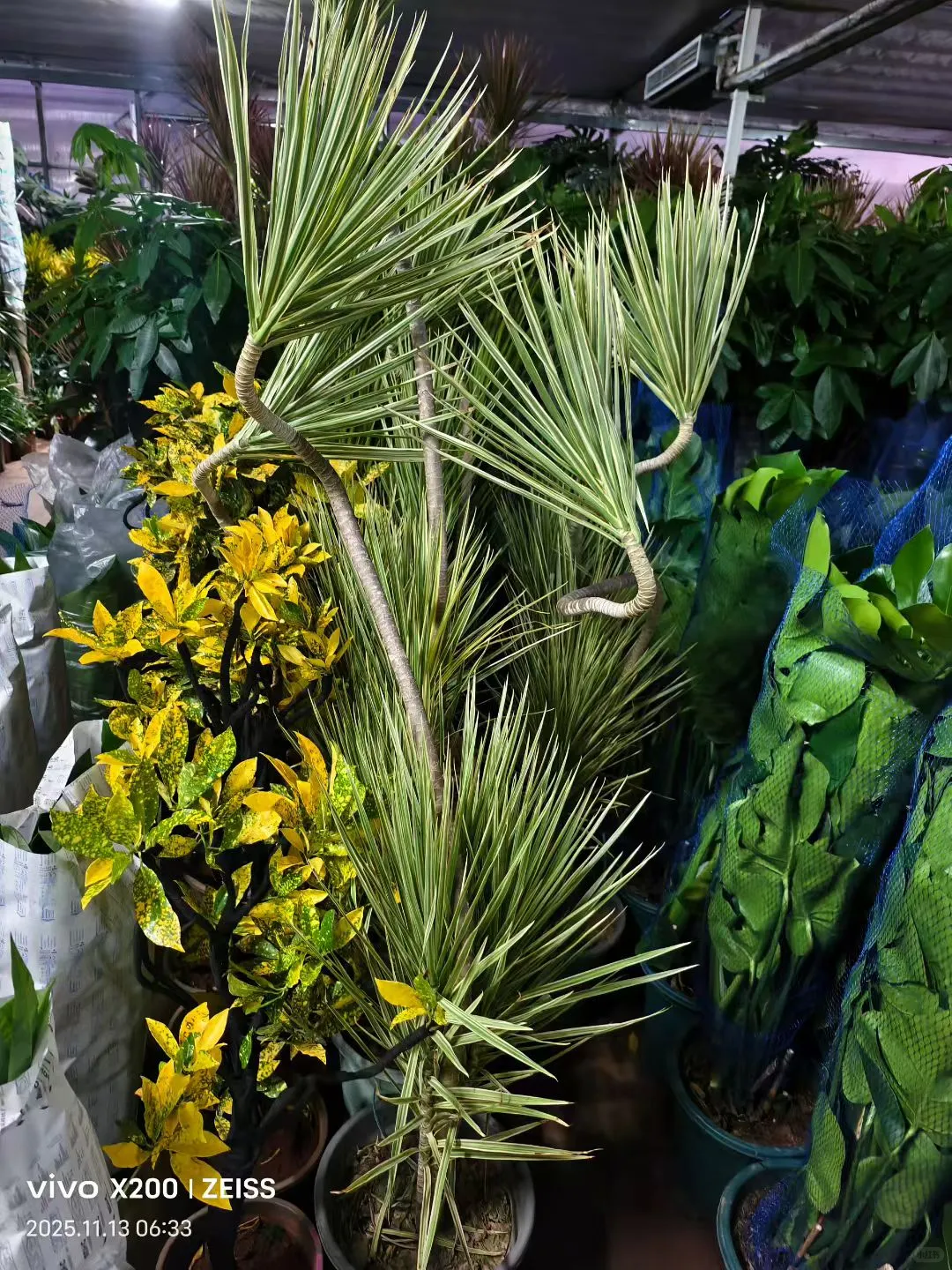 北京鲜花租摆，花卉租赁，绿植租摆公司