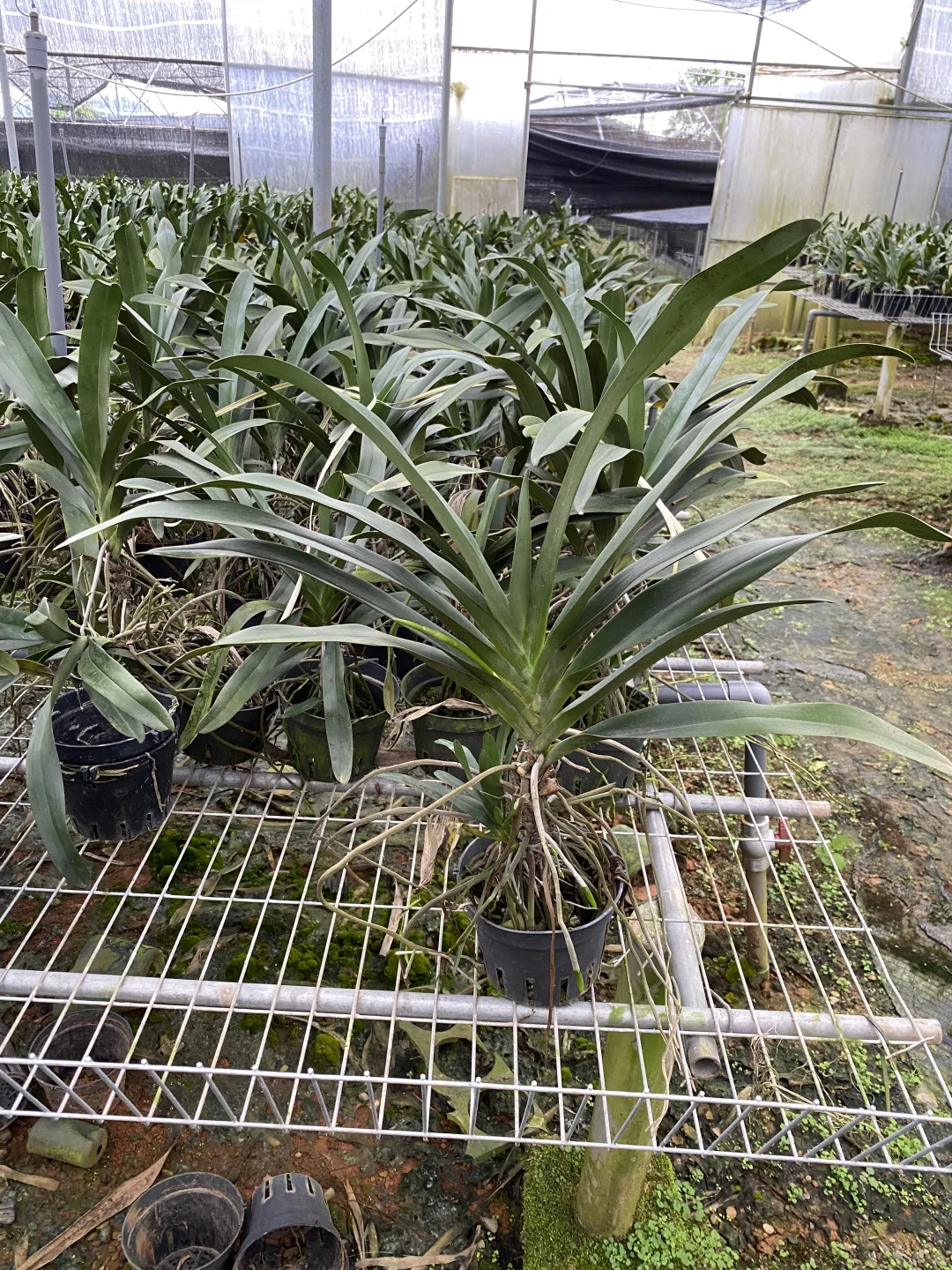 免费送花有喜欢的联系