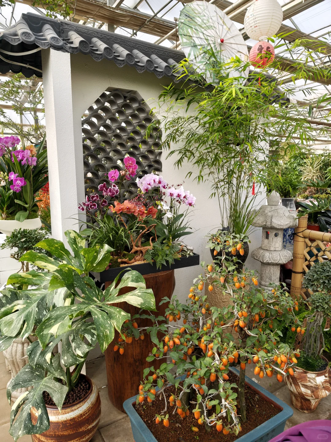 泰安人自己的花鸟市场