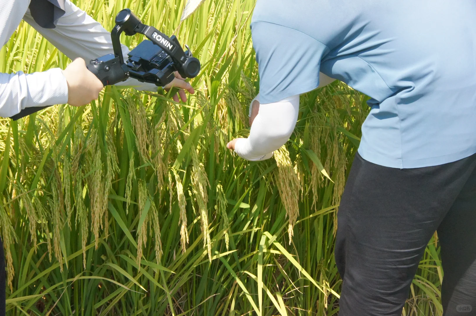 00后在农业企业的一天