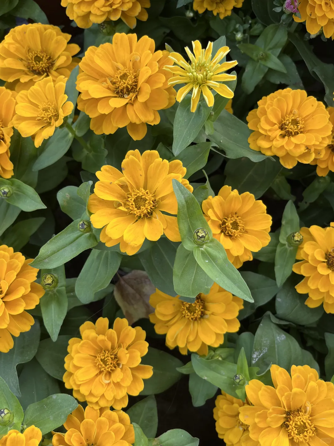 《百日菊，繁花》