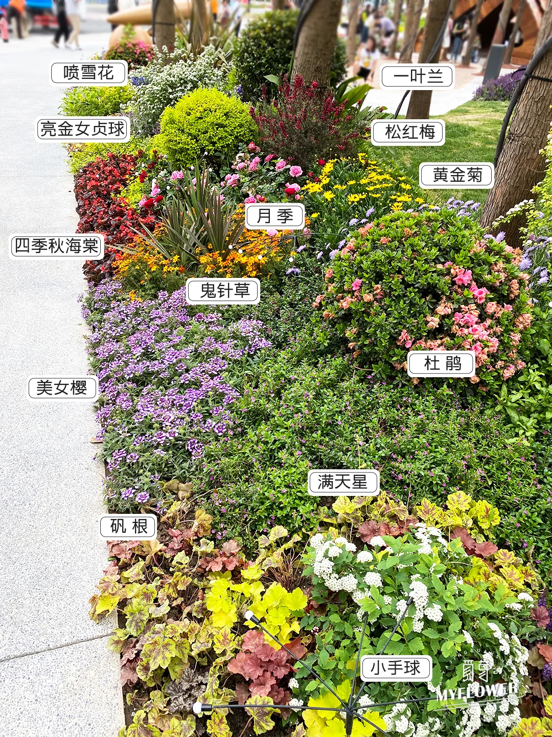 超美魔都街头！上海路边花境绿化植物大赏