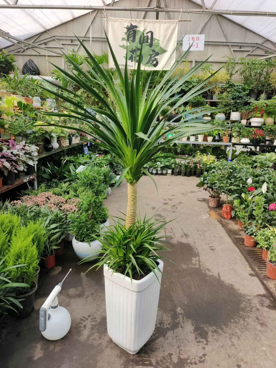 绿植软装是家里最好的软装?绿植软装