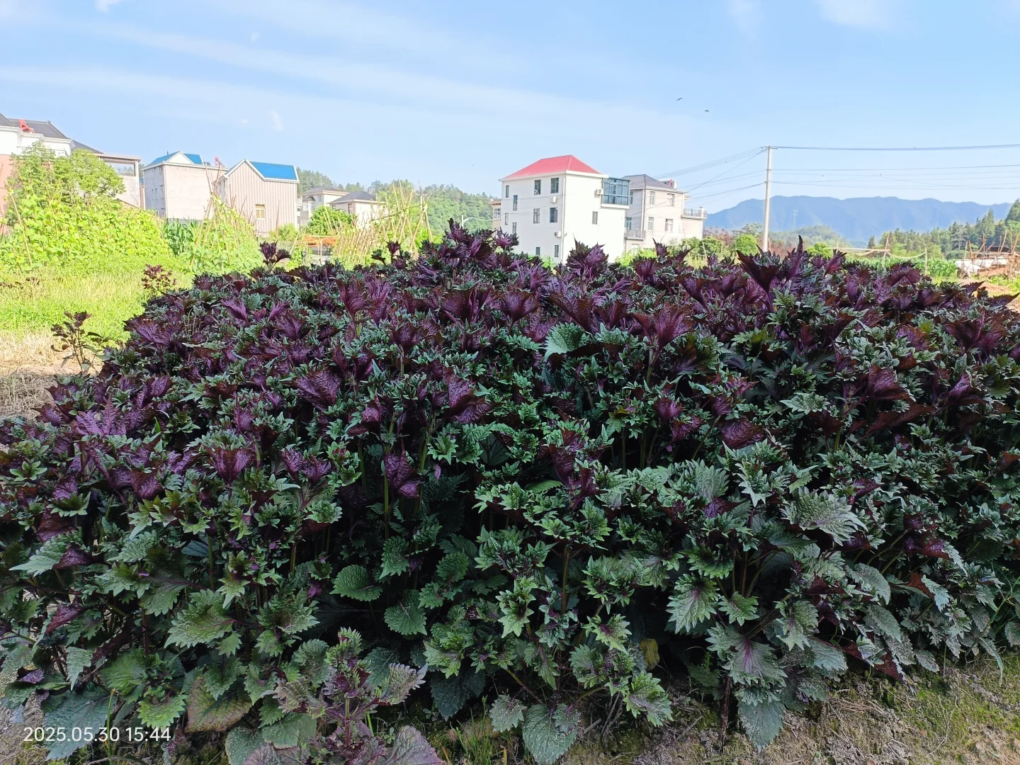 观察农村老人，发现了养老的真相