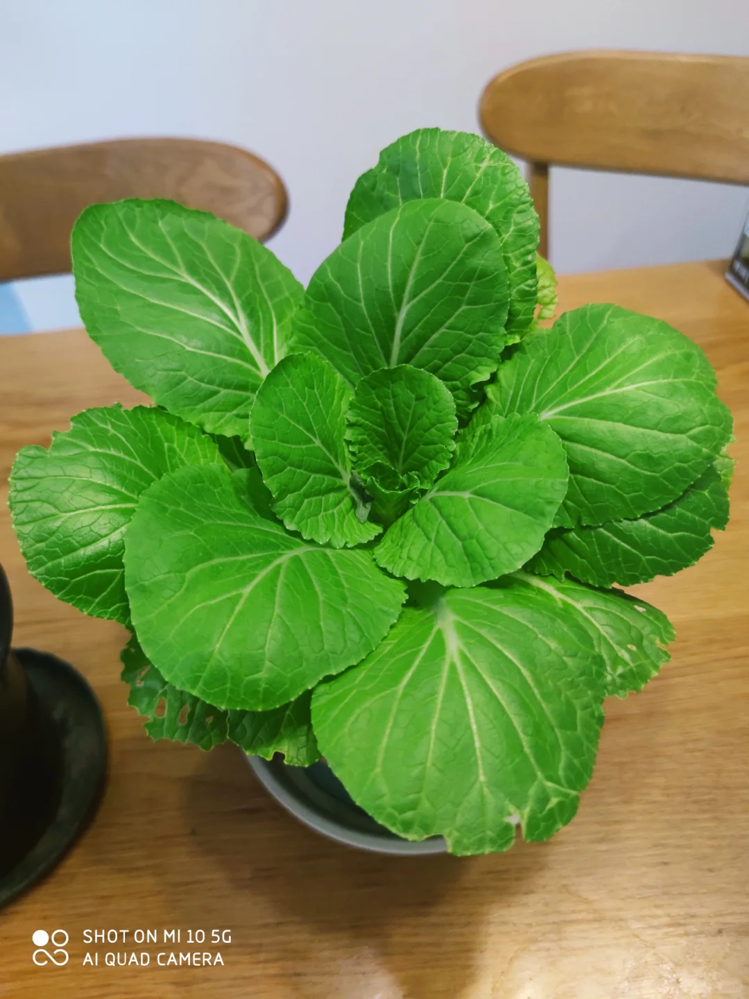 阳台种菜大全。