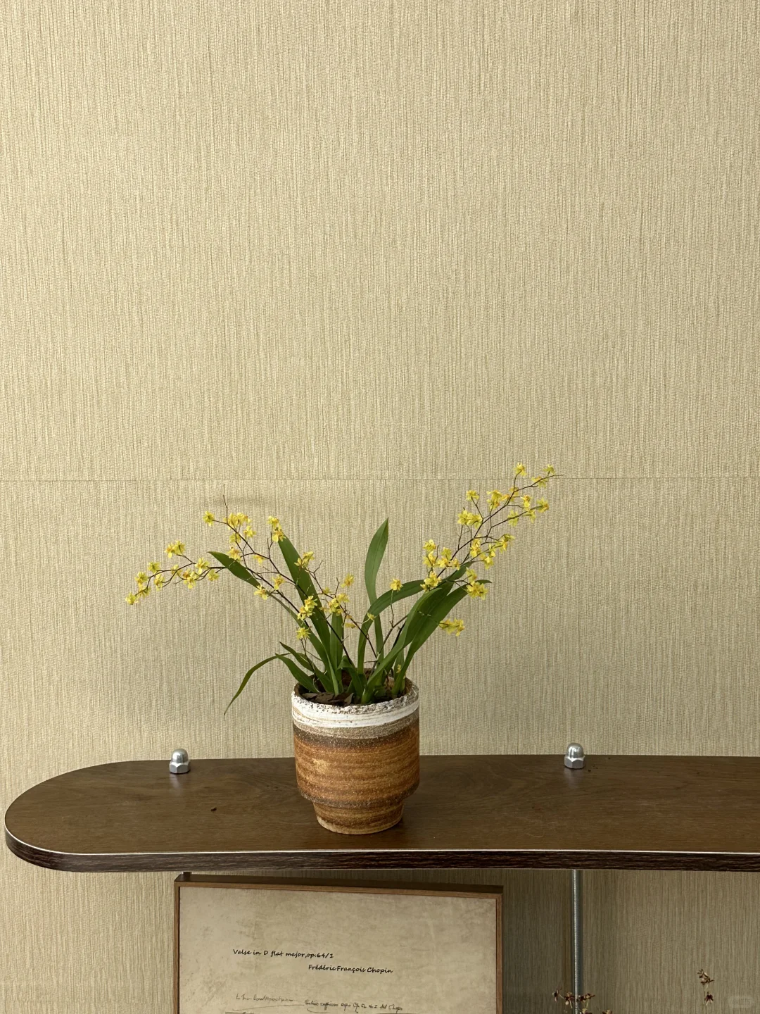 平价中古风绿植分享?