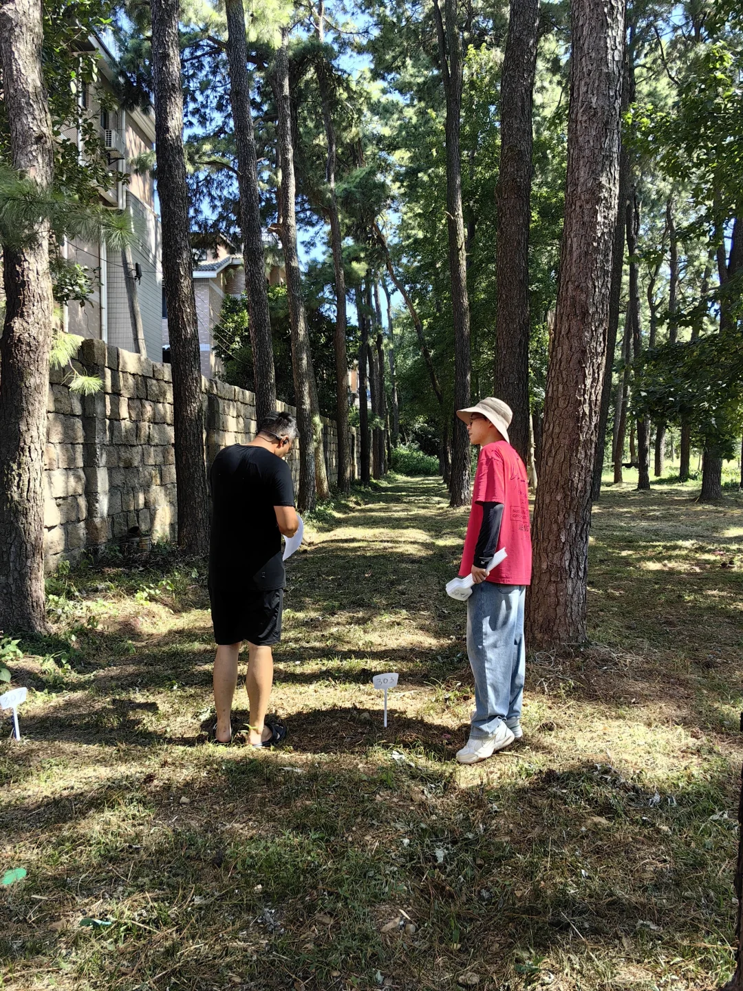 林下经济:宝藏就在树下财富与生态共赢