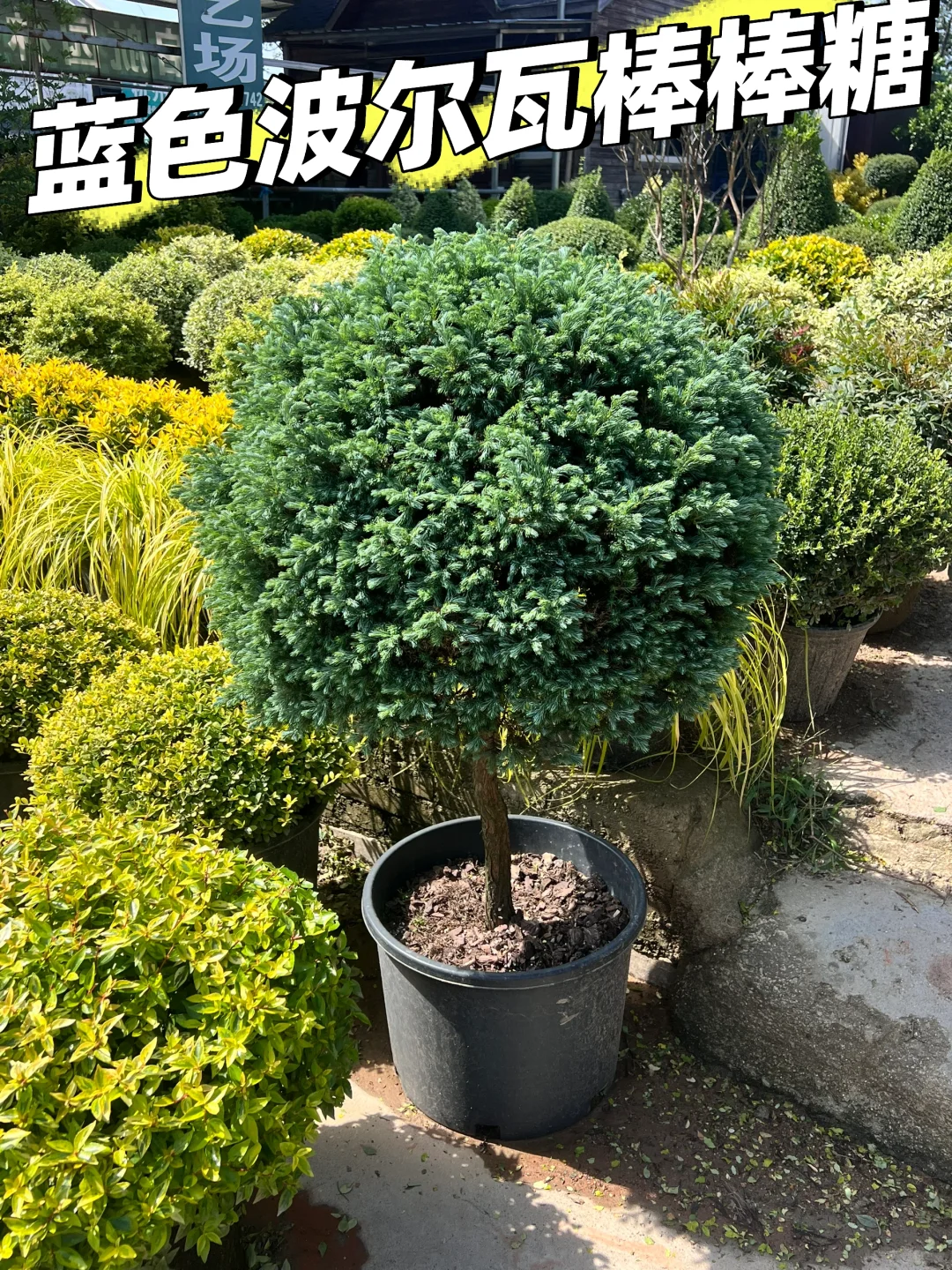 浙江庭院花卉苗圃 集市