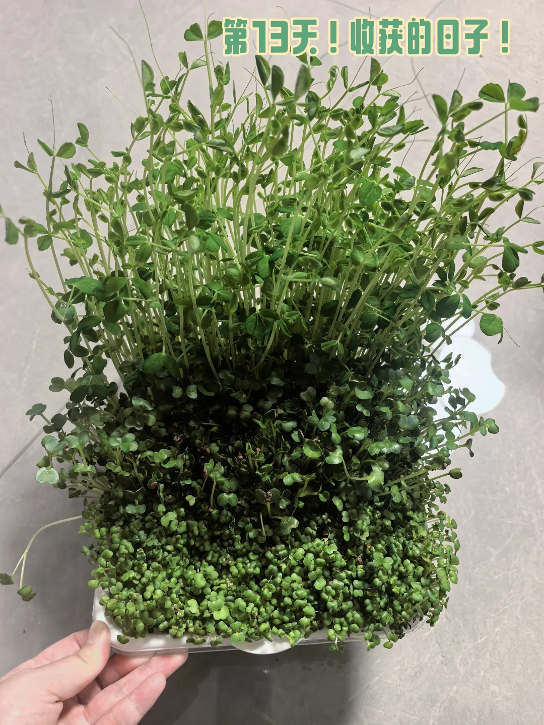 收菜了！秋冬季的第一顿火锅?