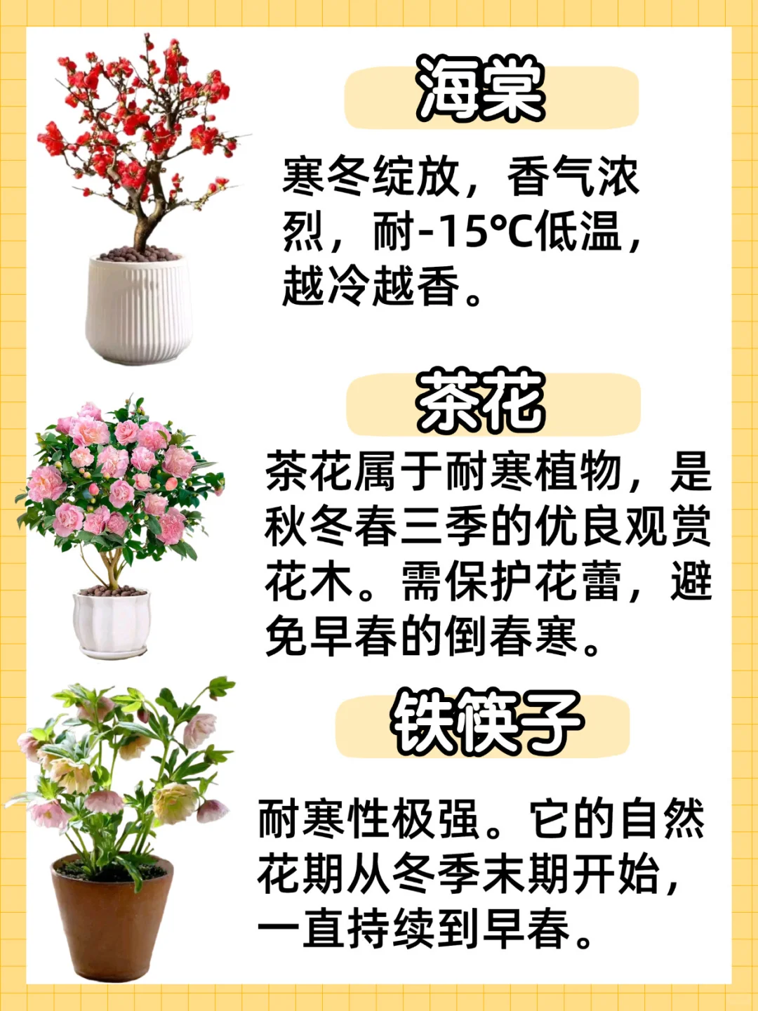 秋冬耐寒植物合集