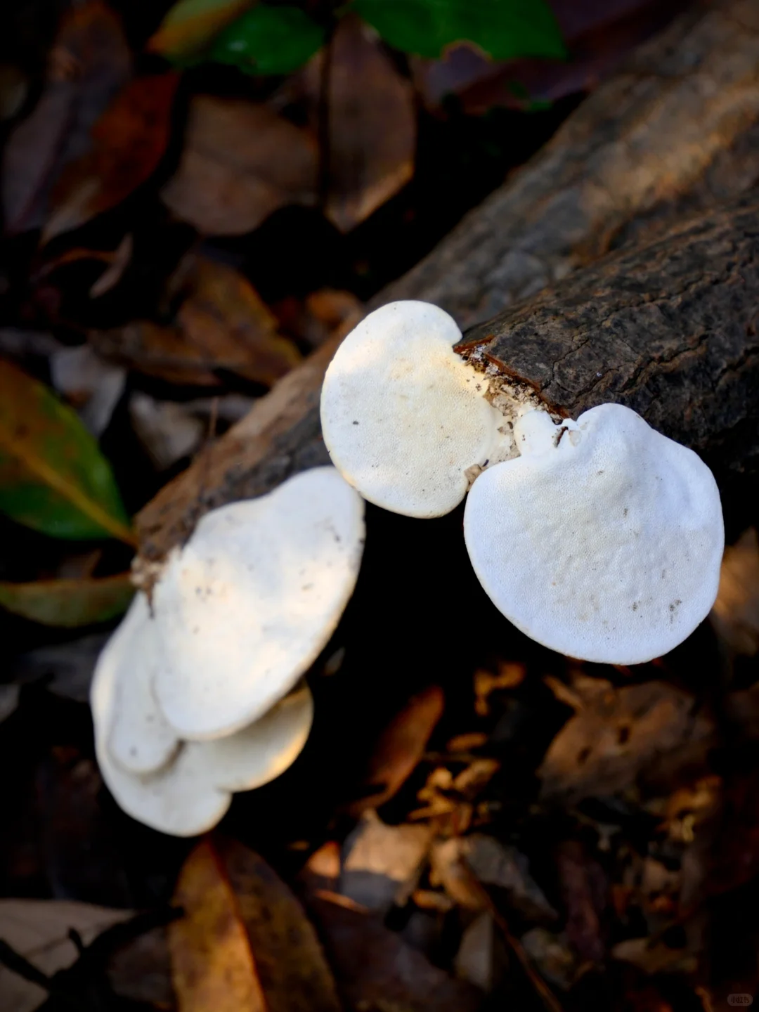上虞降温首爬 | 梁祝古道环线秋意浓浓?