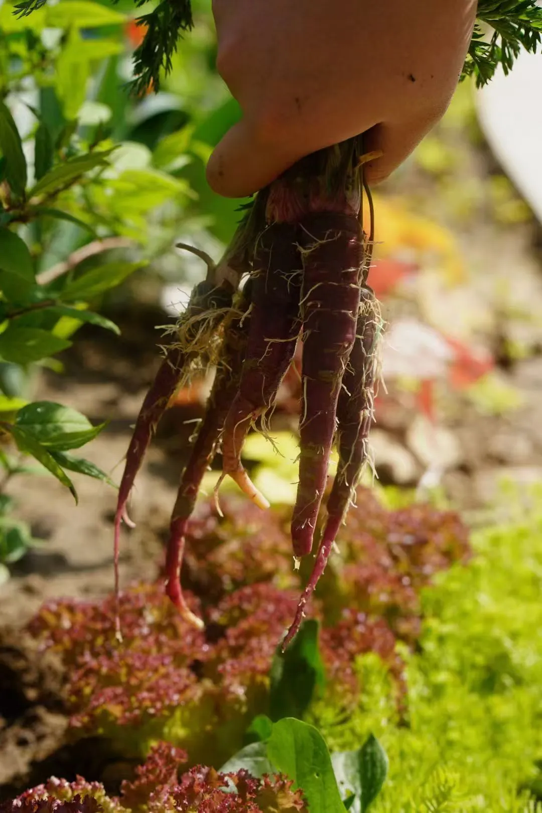 一年一度种植胡萝卜的季节到了，每年丰收季