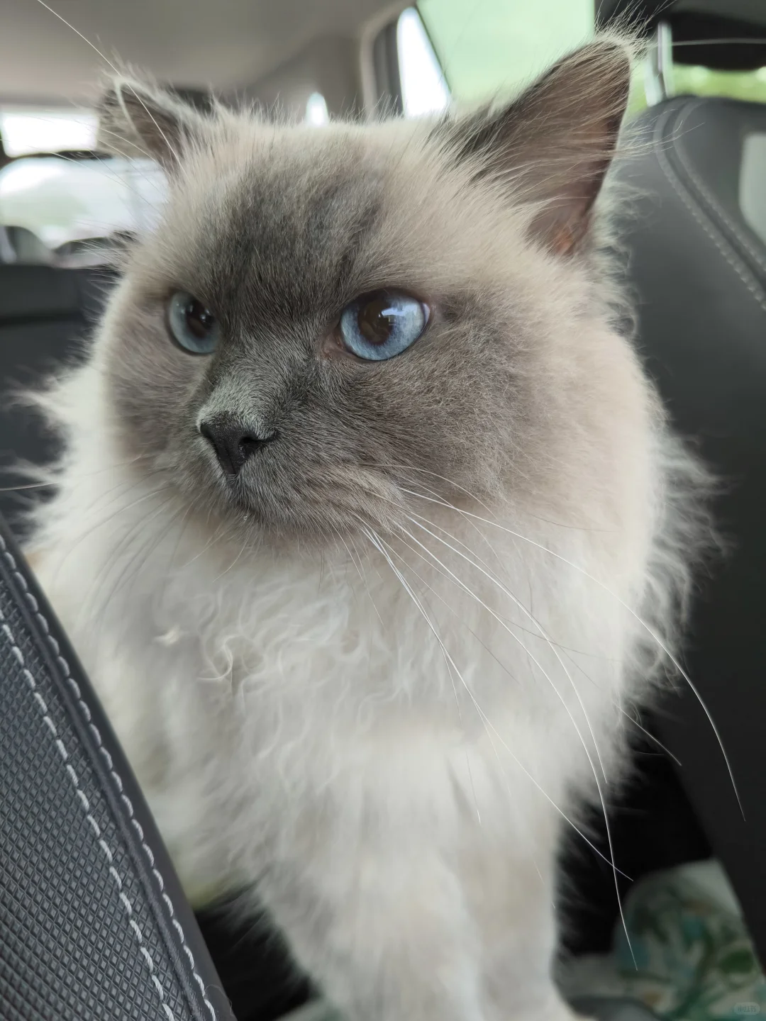 航空/铁路/公路运输 宠物?托运全攻略