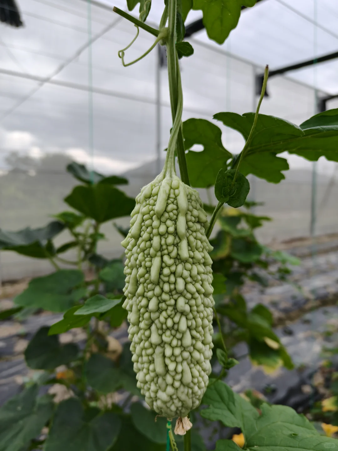 朝阳行业?我的新农人日记✨