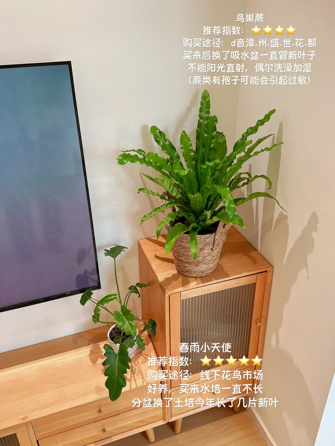 原木风小家入住一年，分享家里的一些植物