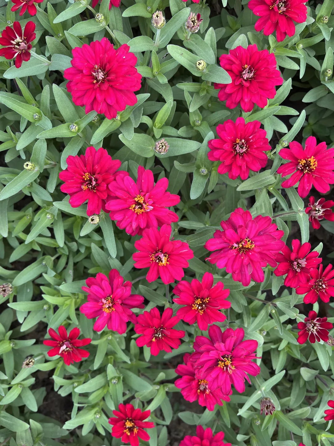 《百日菊，繁花》