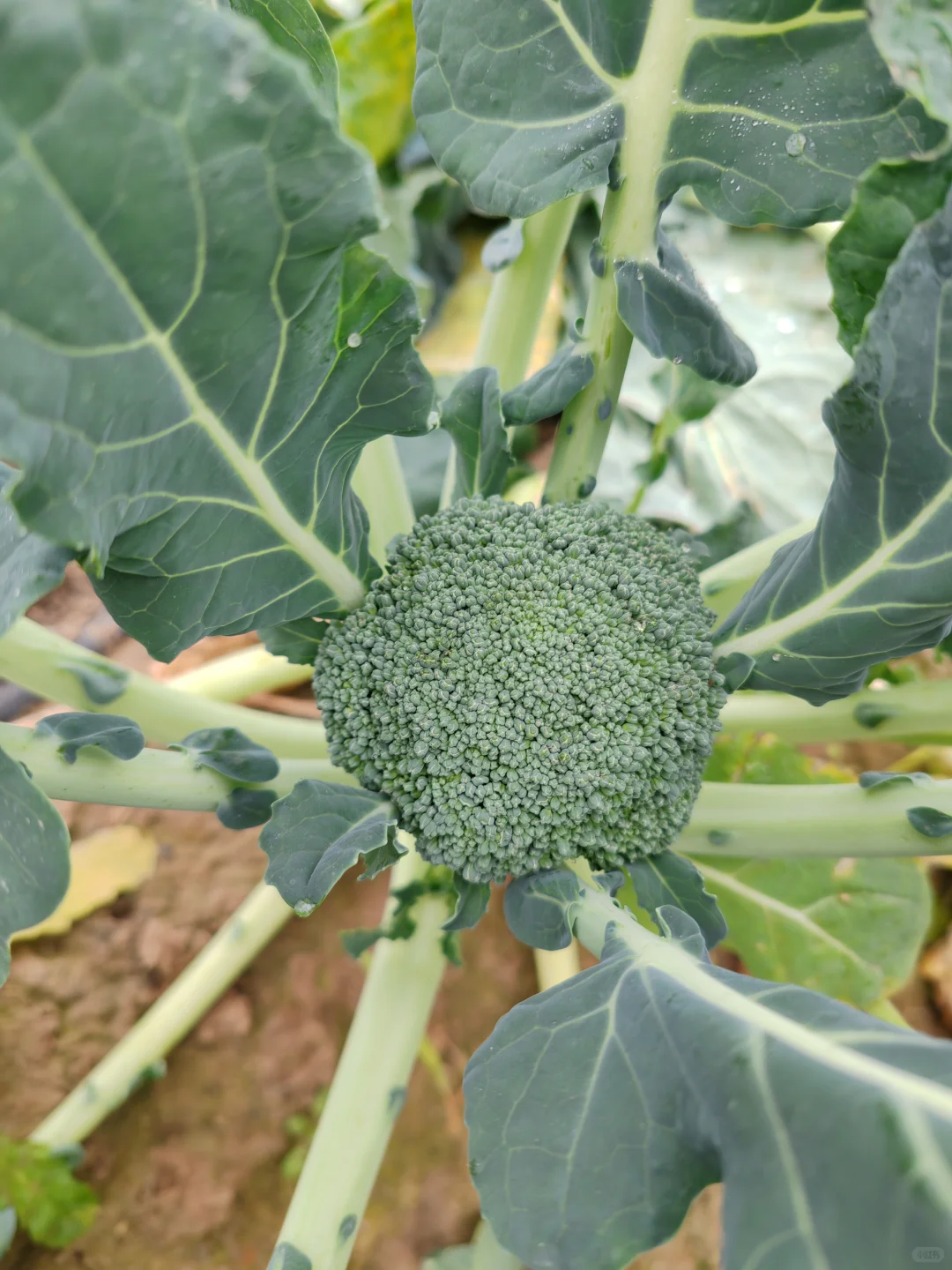 打野之新鲜免费的西兰花?