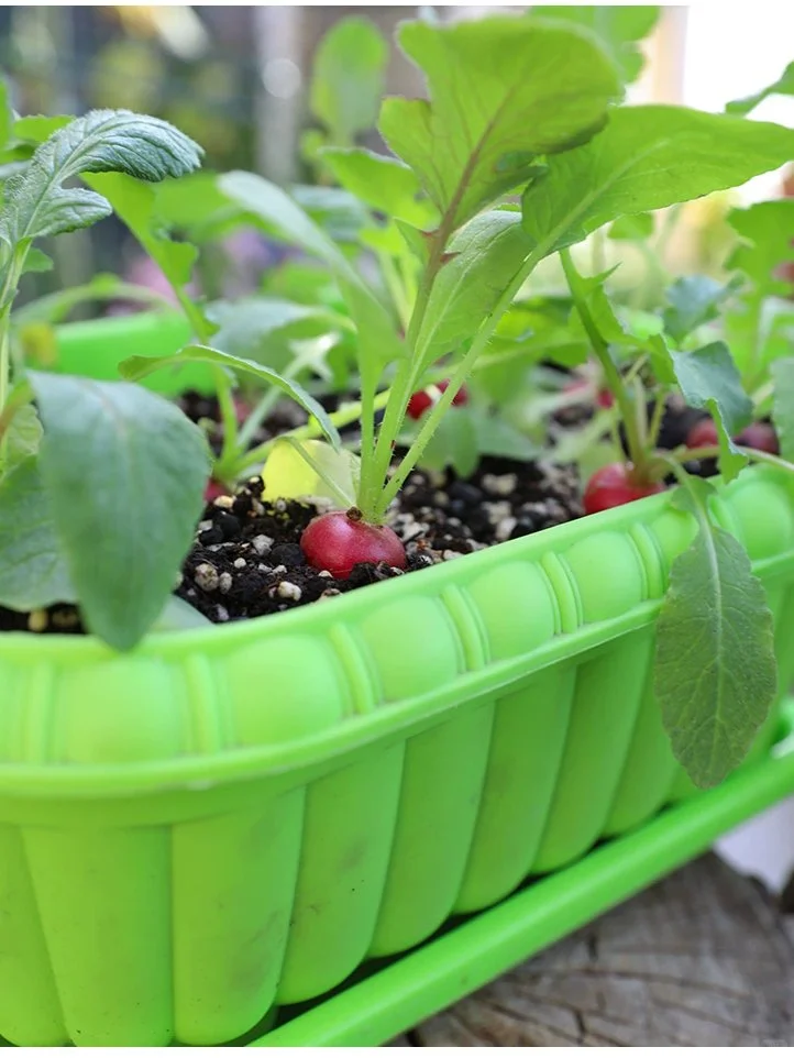 五种适合冬季阳台种的蔬菜，有土有水就能长