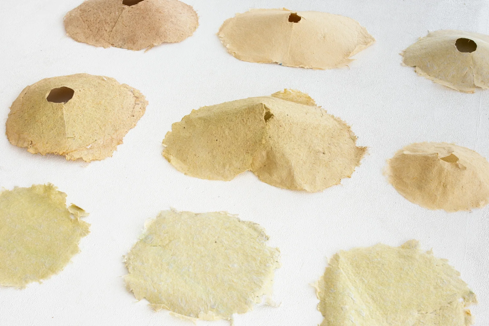 让蒲苇化身可持续设计原料