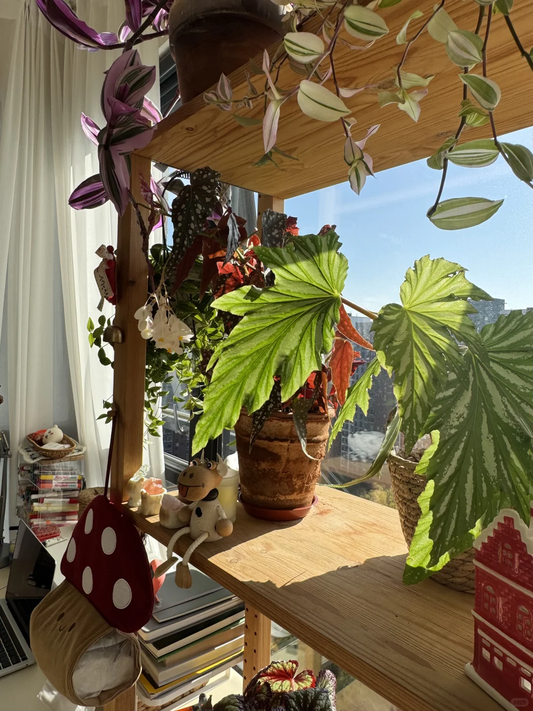 ⸝⸝꙳?i人用绿植爆改出租屋°.