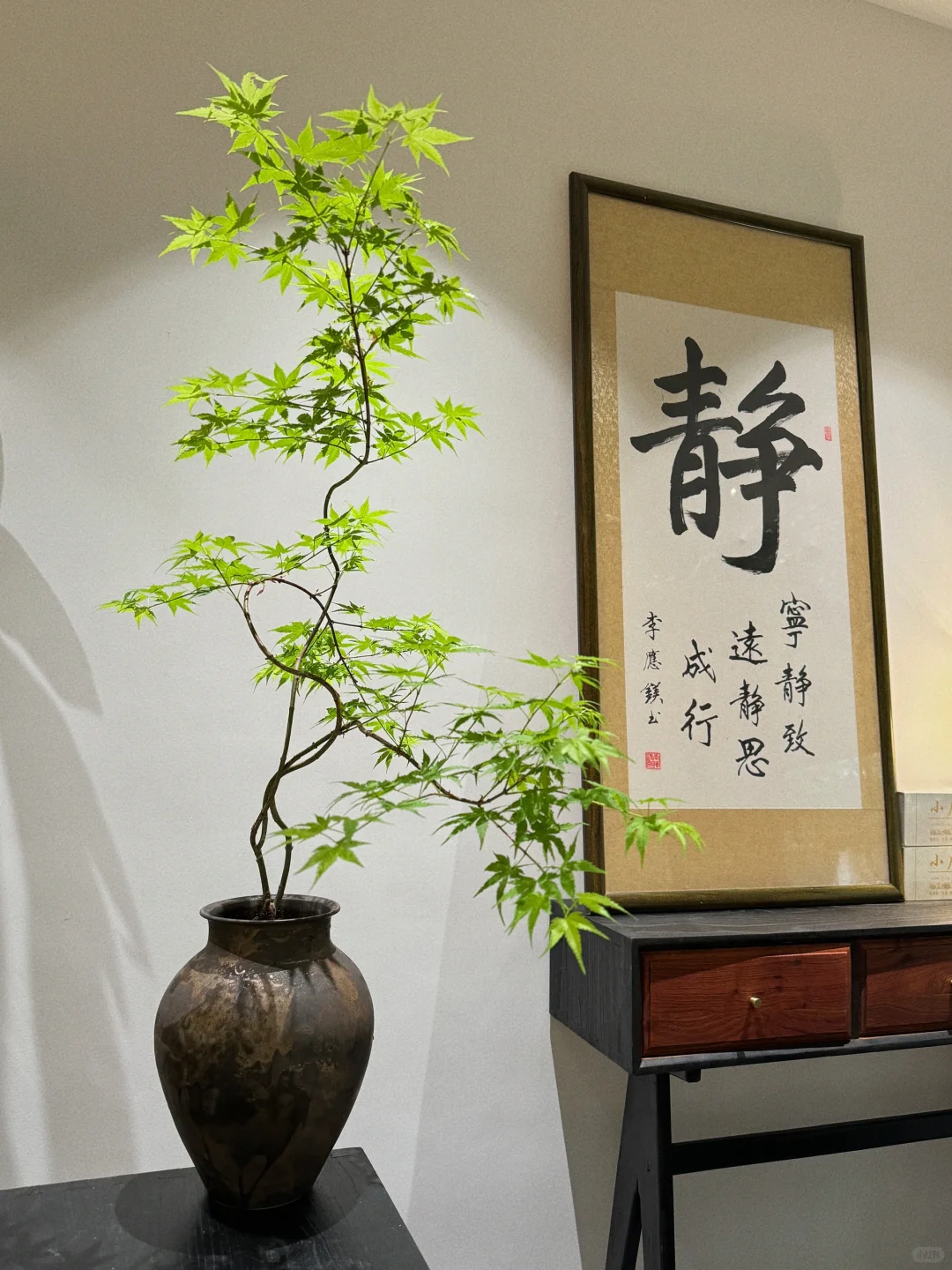 茶室必入绿植盆栽