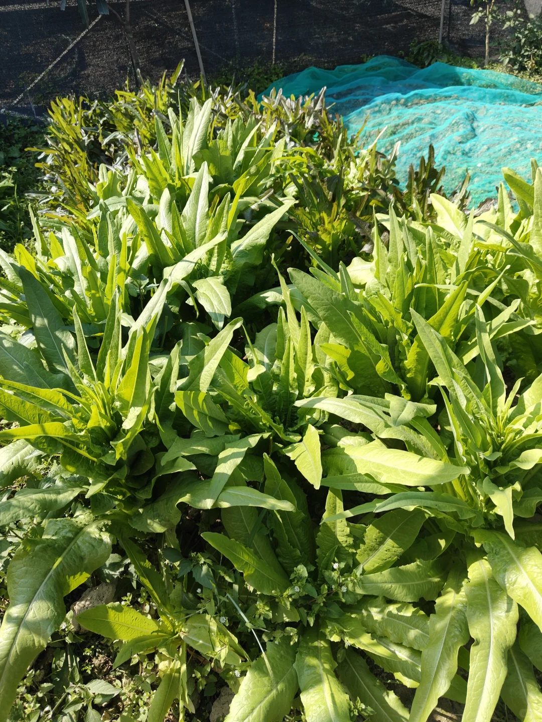 来看看农场里种的菜