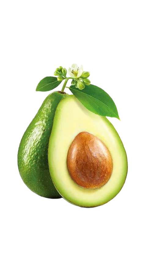 25-30年中国牛油果行业发展与投资前景