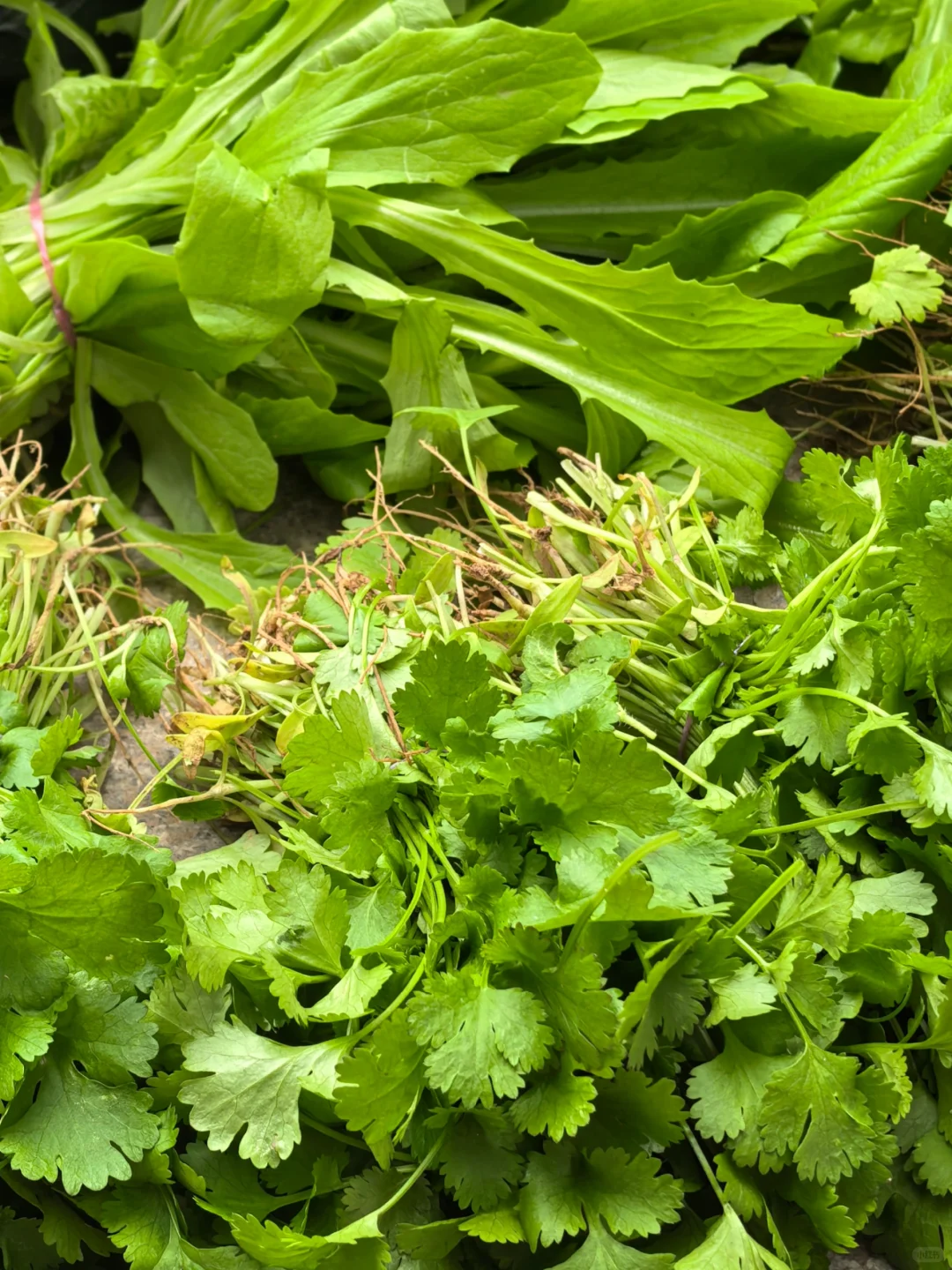 我妈当我来进货呢，?收货新鲜的蔬菜！