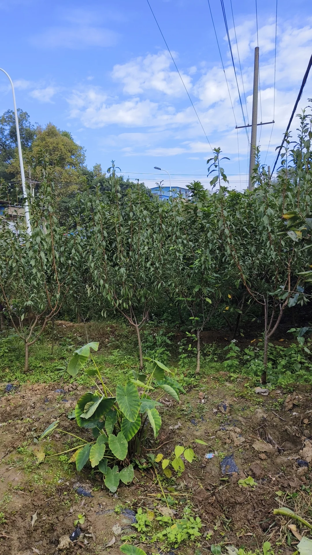 成都龙泉驿区果树苗基地