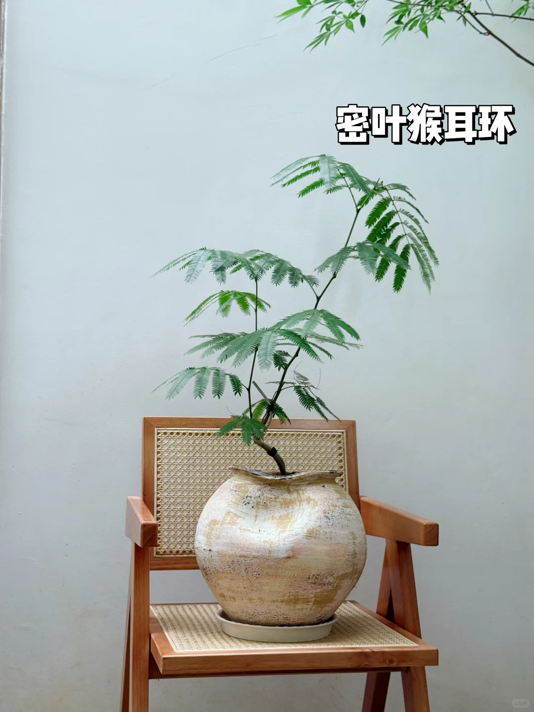 2025年最受小仙女喜爱的10款盆栽它来了❗️?