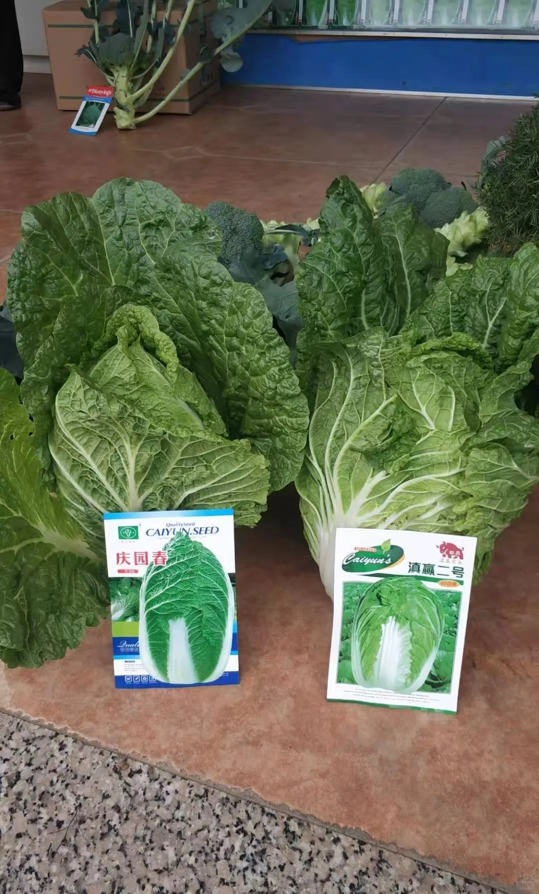 云南，云佳。云佳种业，甘兰种子，甘蓝种子