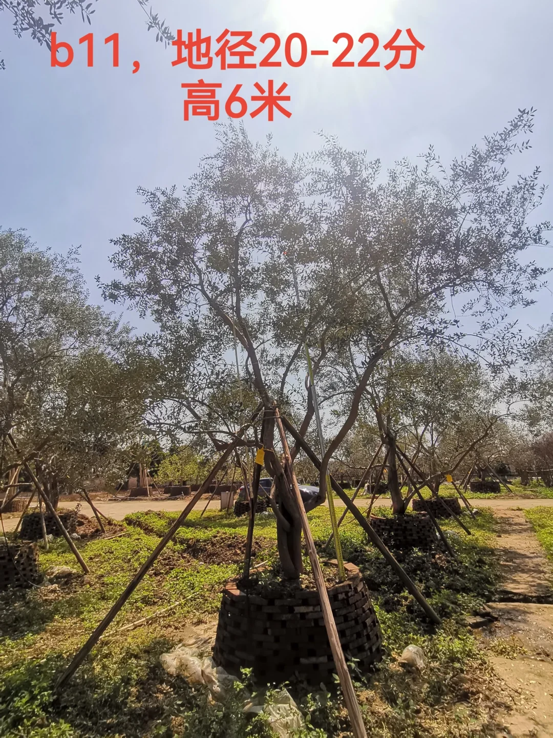 精品油橄榄
