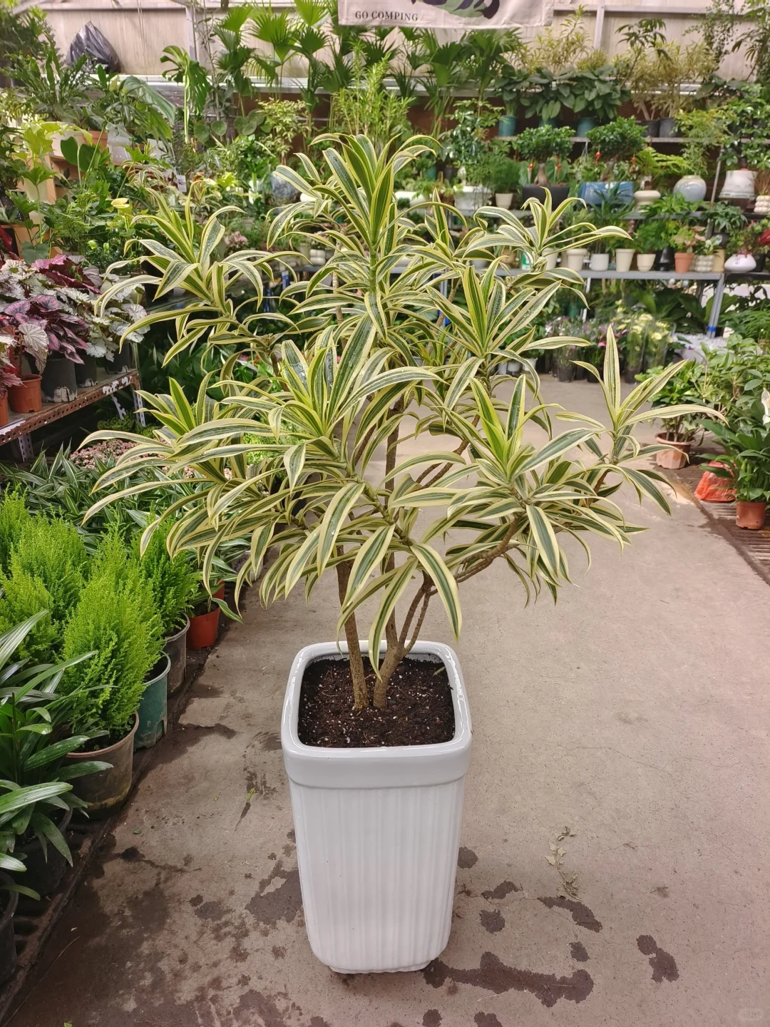 绿植软装是家里最好的软装?绿植软装