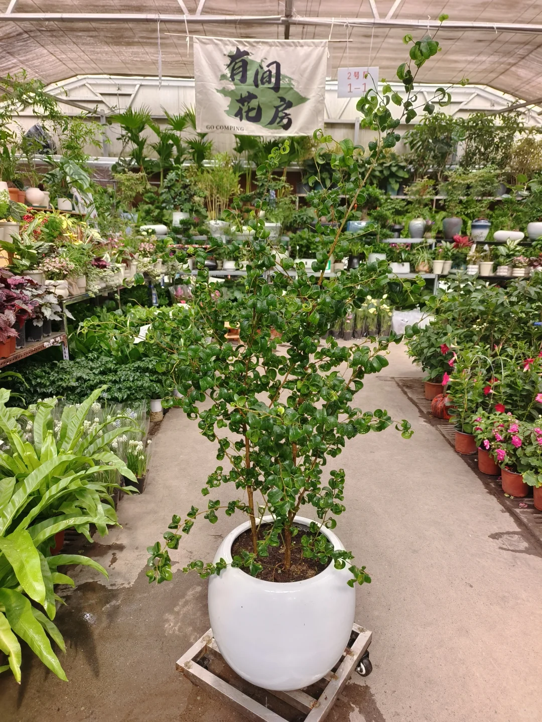 绿植软装是家里最好的软装?绿植软装