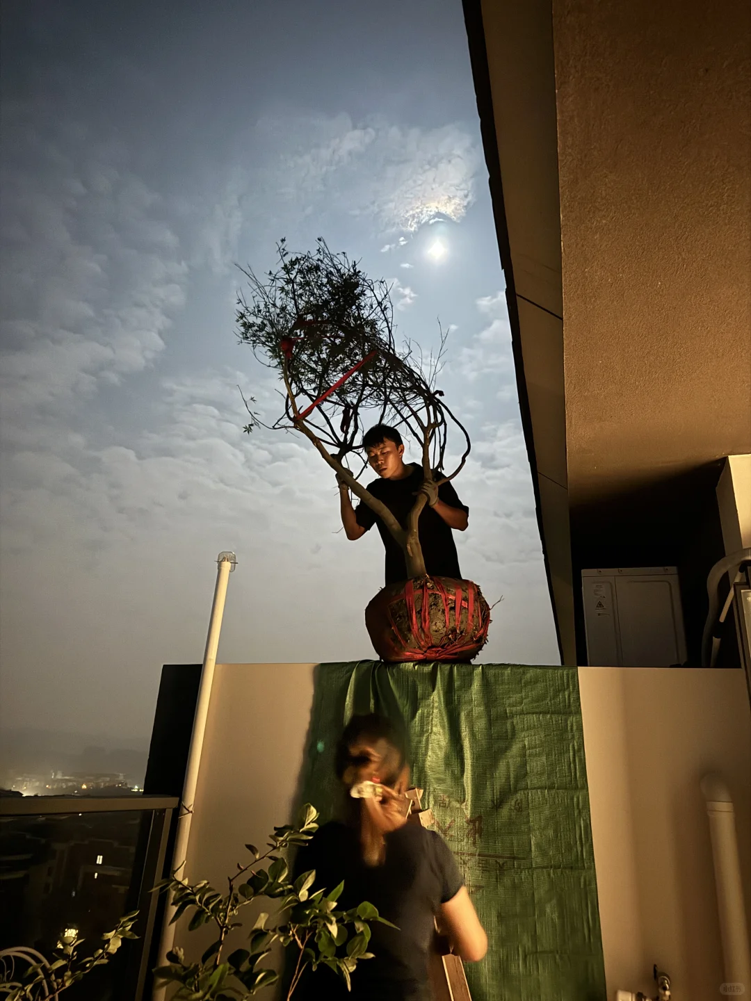 ?生活边角料｜买了棵树? 很重很头疼