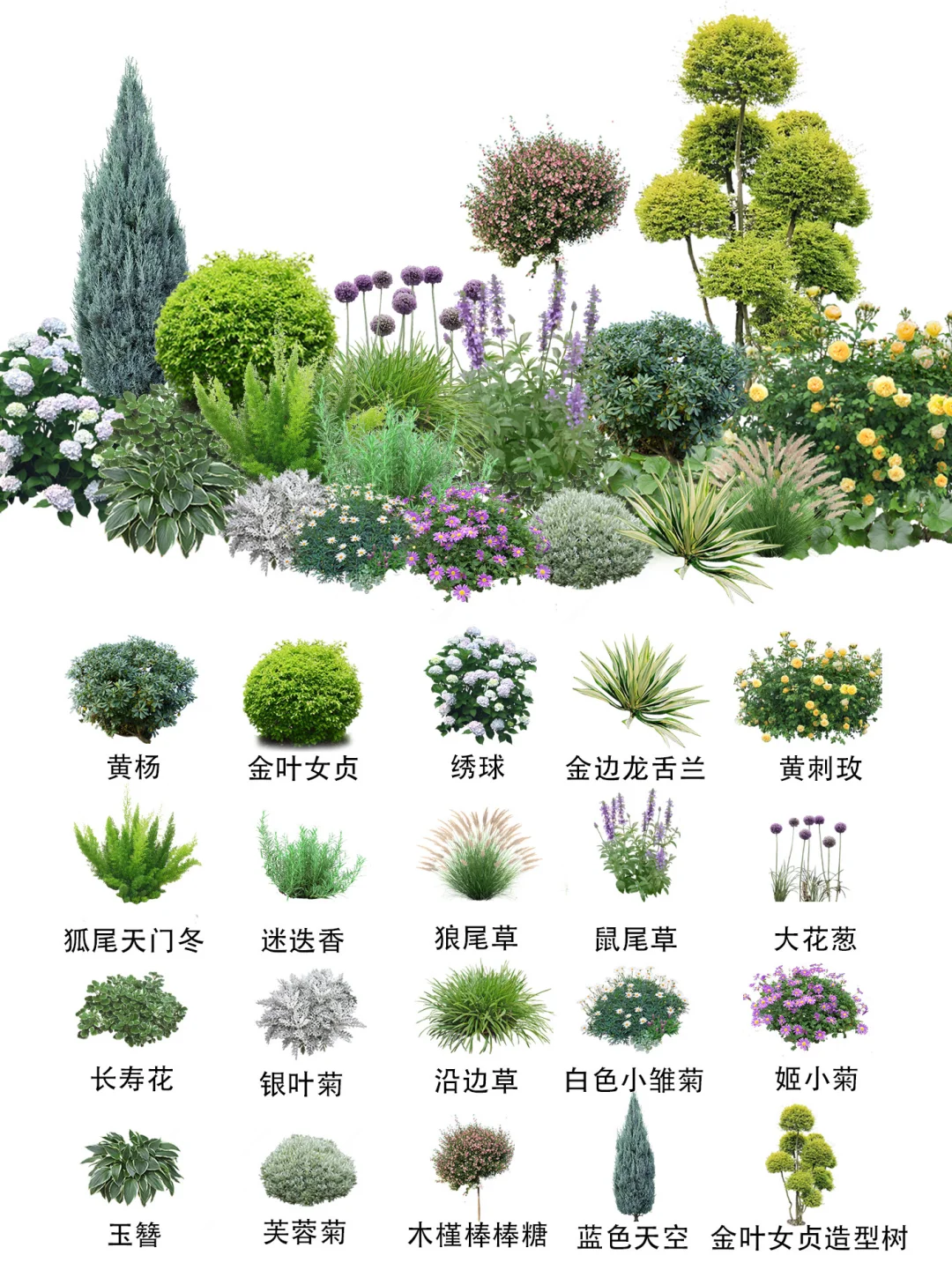 适合北方花园的平价好养植物清单来啦