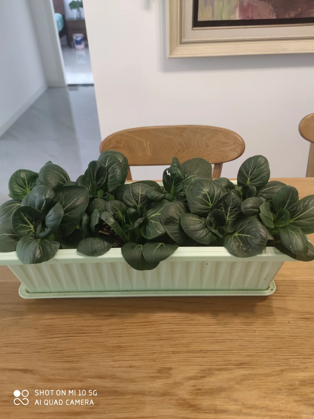 阳台种菜大全。