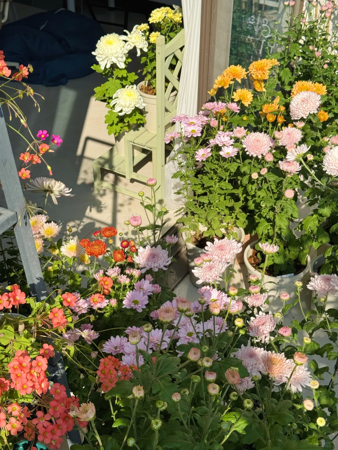 秋天被鲜花和阳光包围的阳台