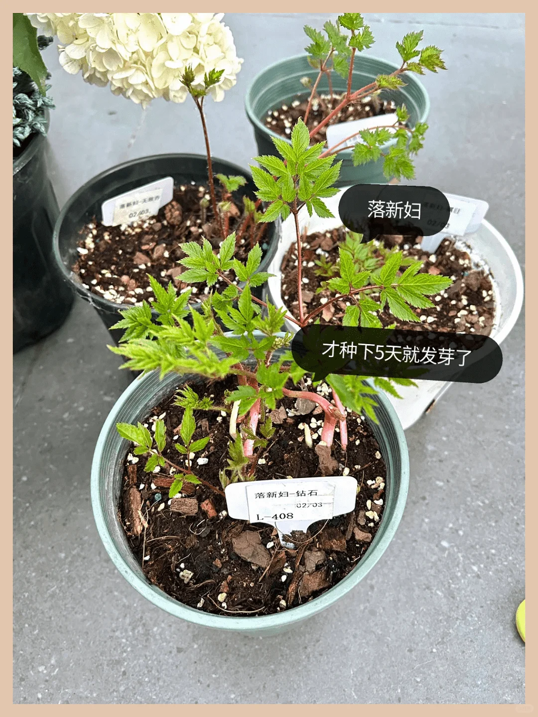 露台改造成绝美花园:高颜值植物