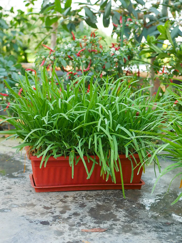 北方冬季室内能种什么菜？种上这些收获满满