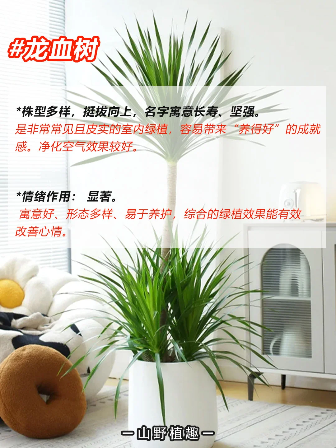 工作、学习压力大的人一定要养的绿植?