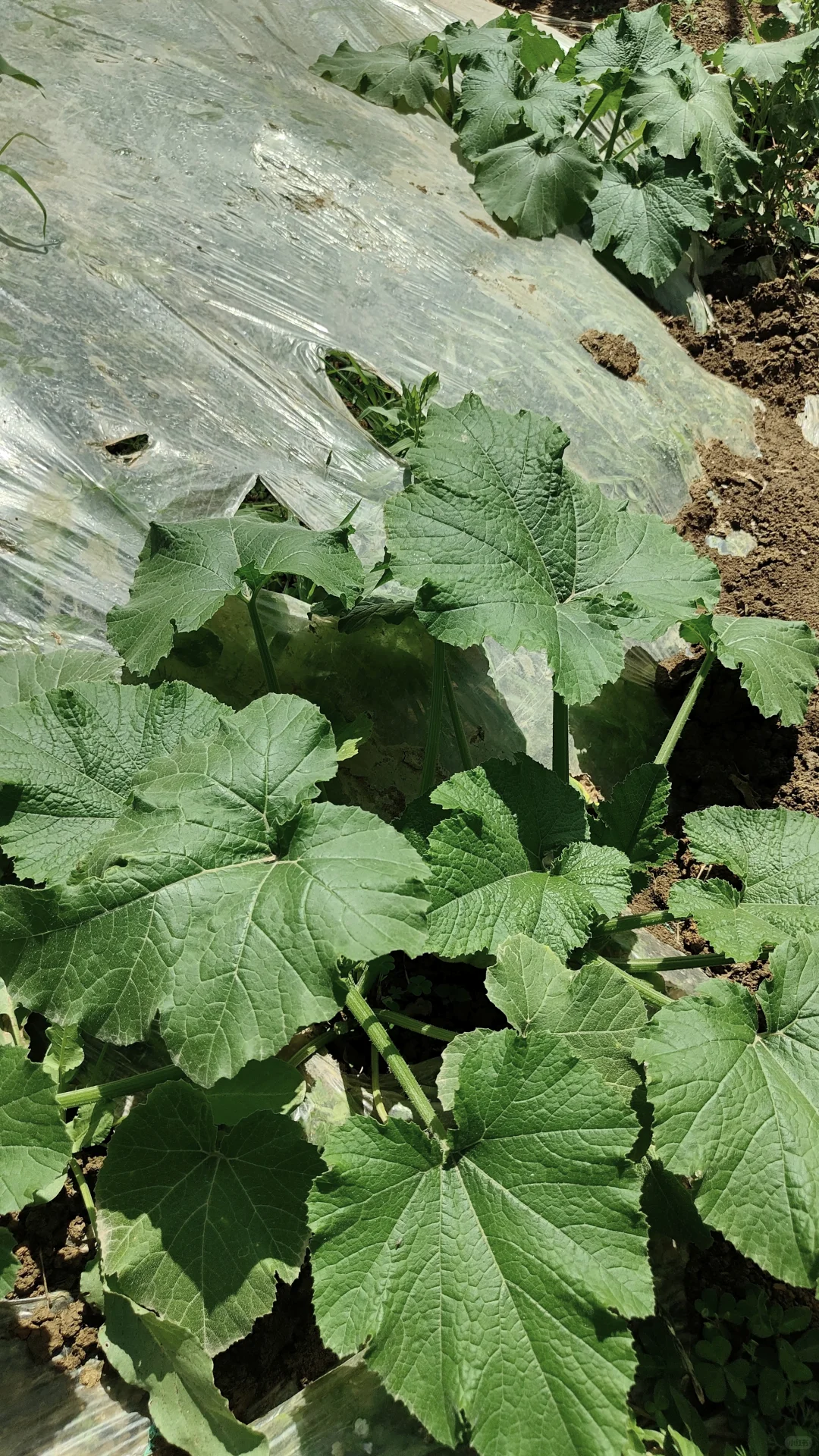 菜地各种蔬种下已经一个多月，静待开花结果