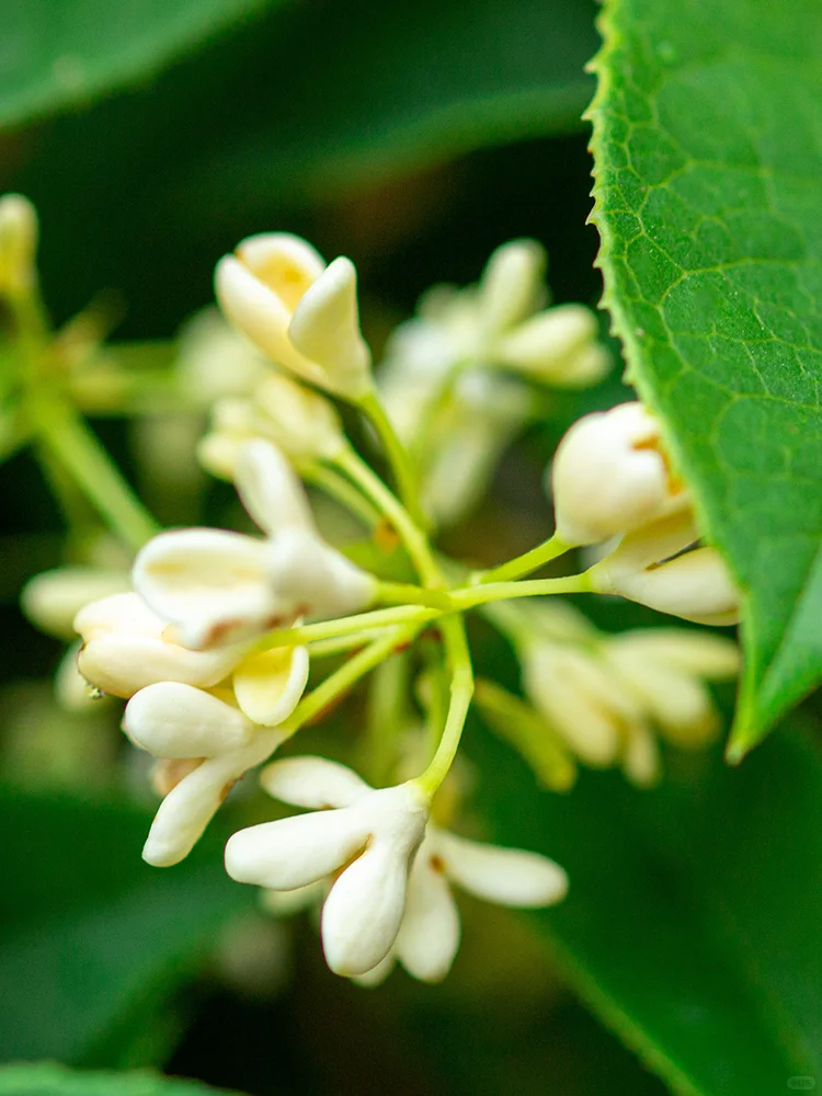 ?带花苞发货！四季开花好养植物