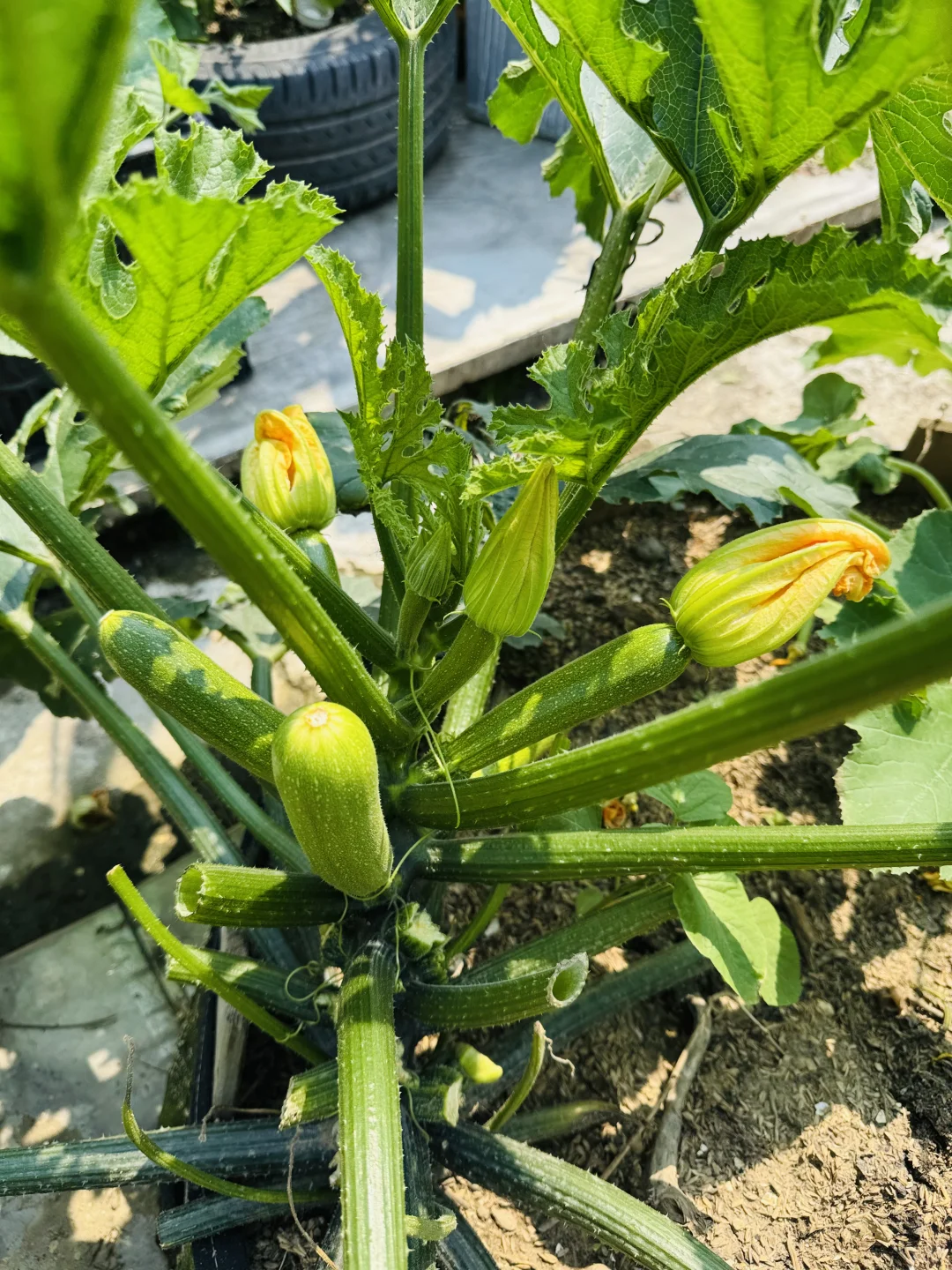 春播的蔬菜开始陆续长大了