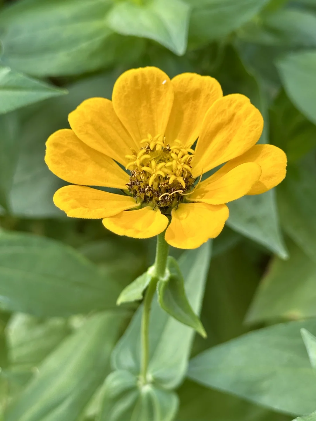 百日菊
