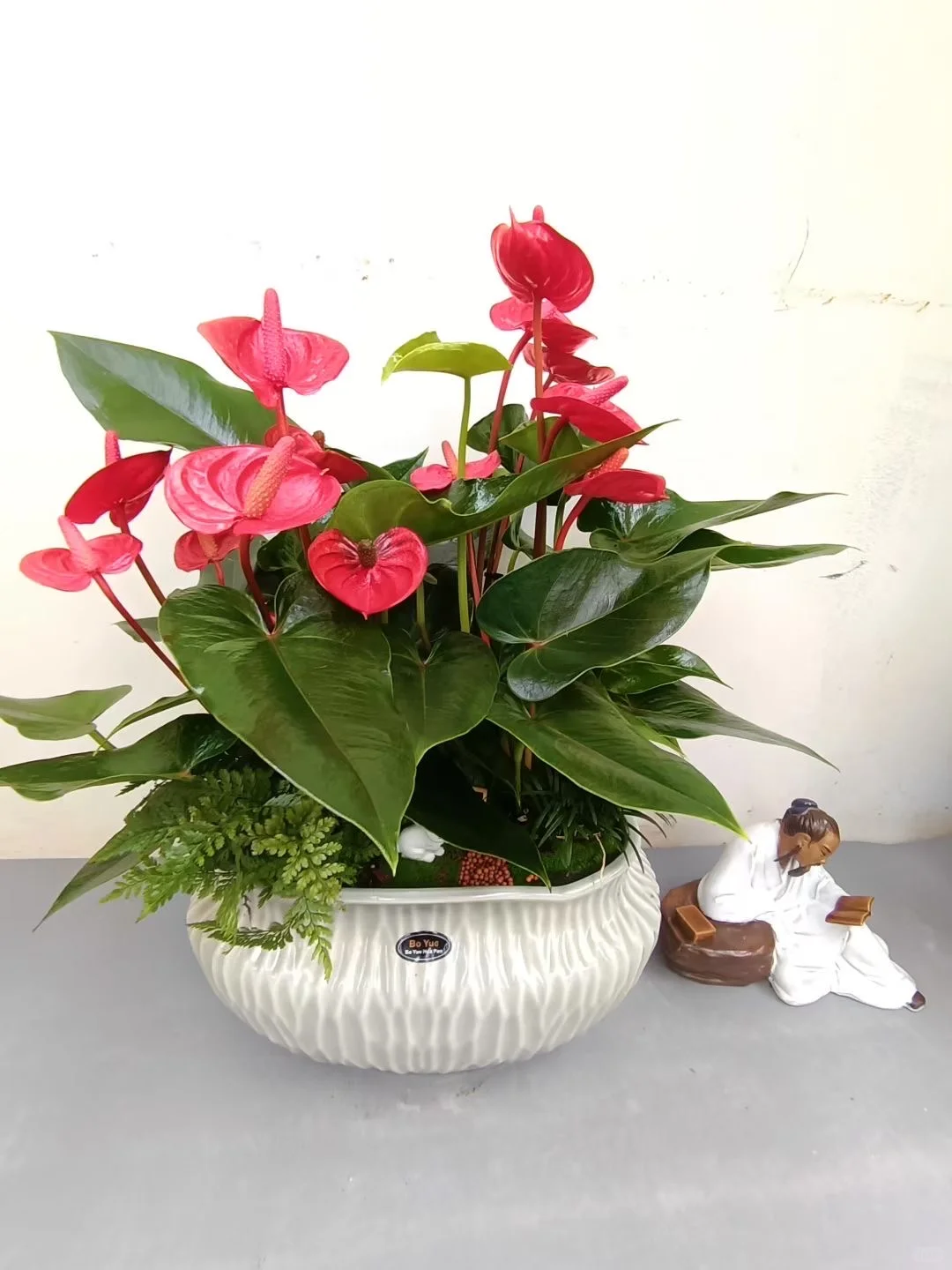 绿植盆栽，让家充满生机与活力！！！