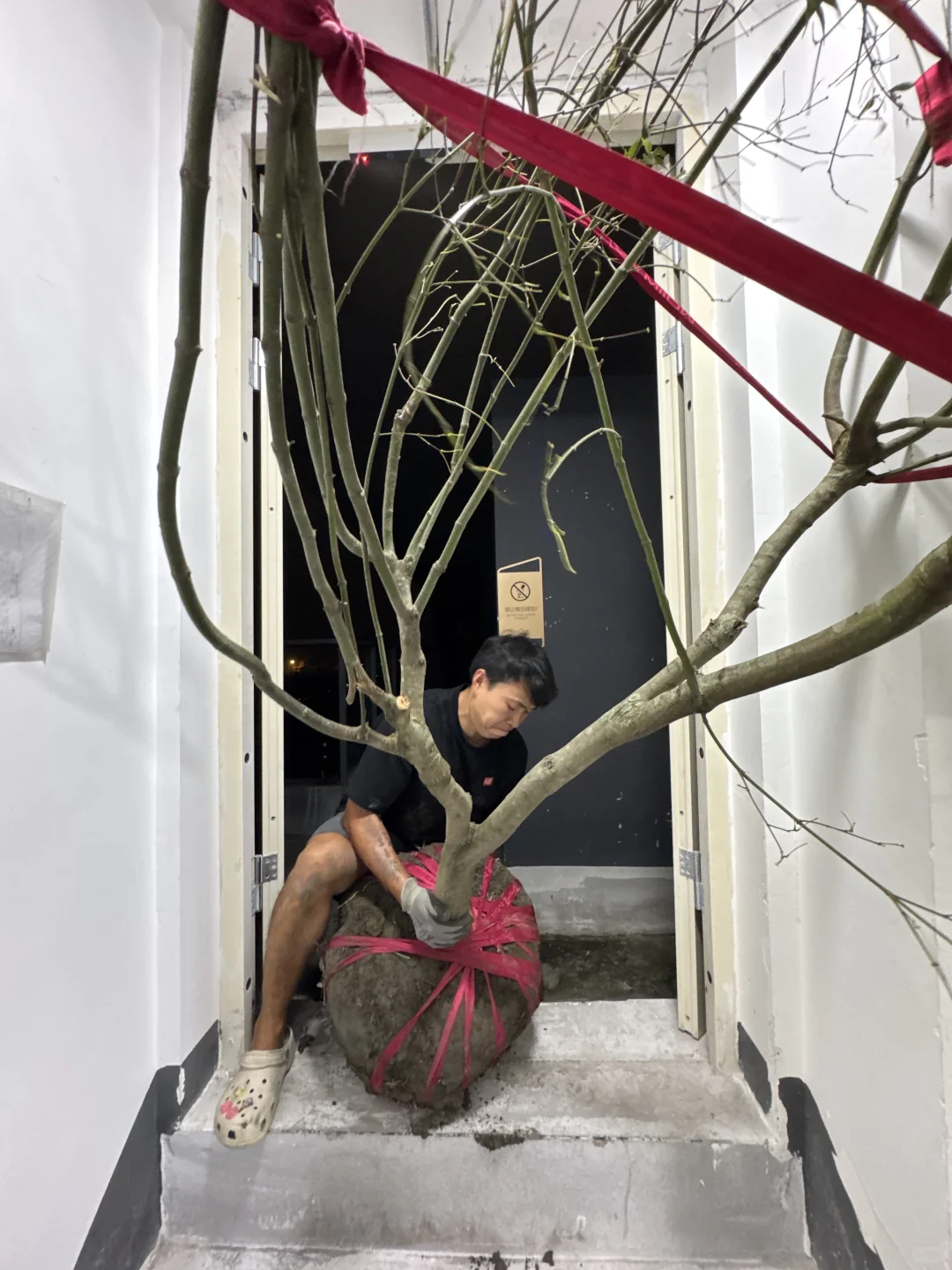 ?生活边角料｜买了棵树? 很重很头疼