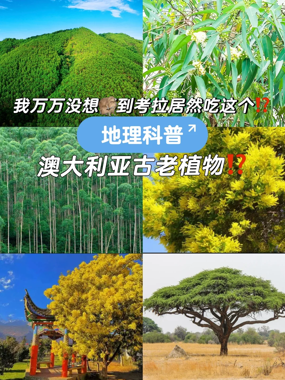 ?地理科普：澳大利亚古老植物?