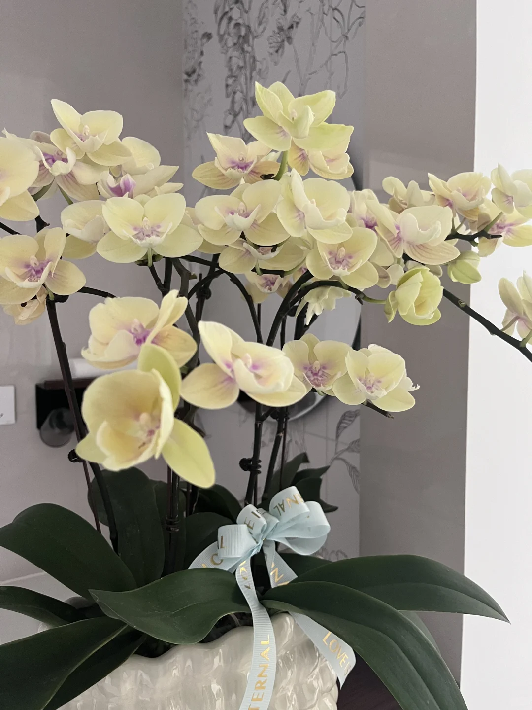 这盆蝴蝶兰，美到我心坎上