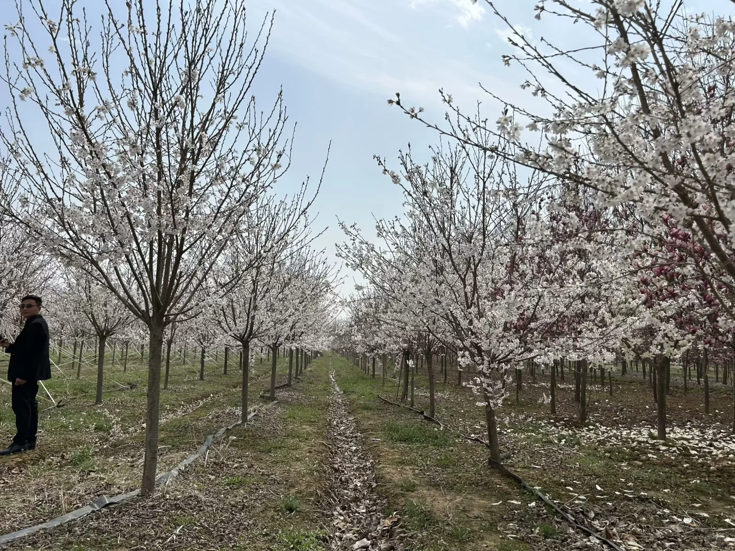 苗圃大量供应樱花树 品种齐全 价格美丽
